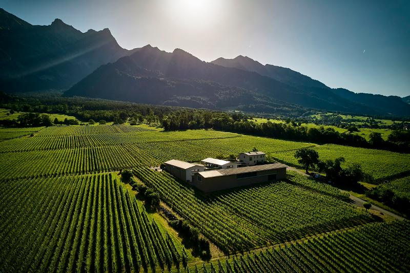 Weingut Davaz: idyllische Weinlandschaft mit Bergen in der Schweiz, perfekte Anbaubedingungen im Sommer.