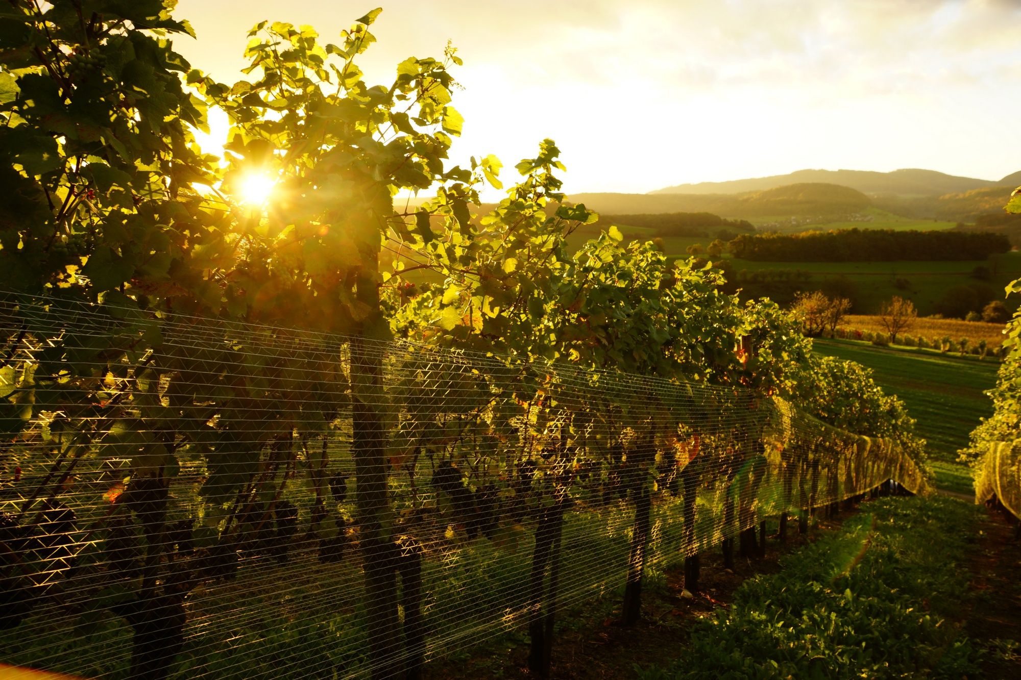 Vingården Heuberger: Vindruvor, idyllisk landskap, solig sommarkväll i Baden-Württemberg