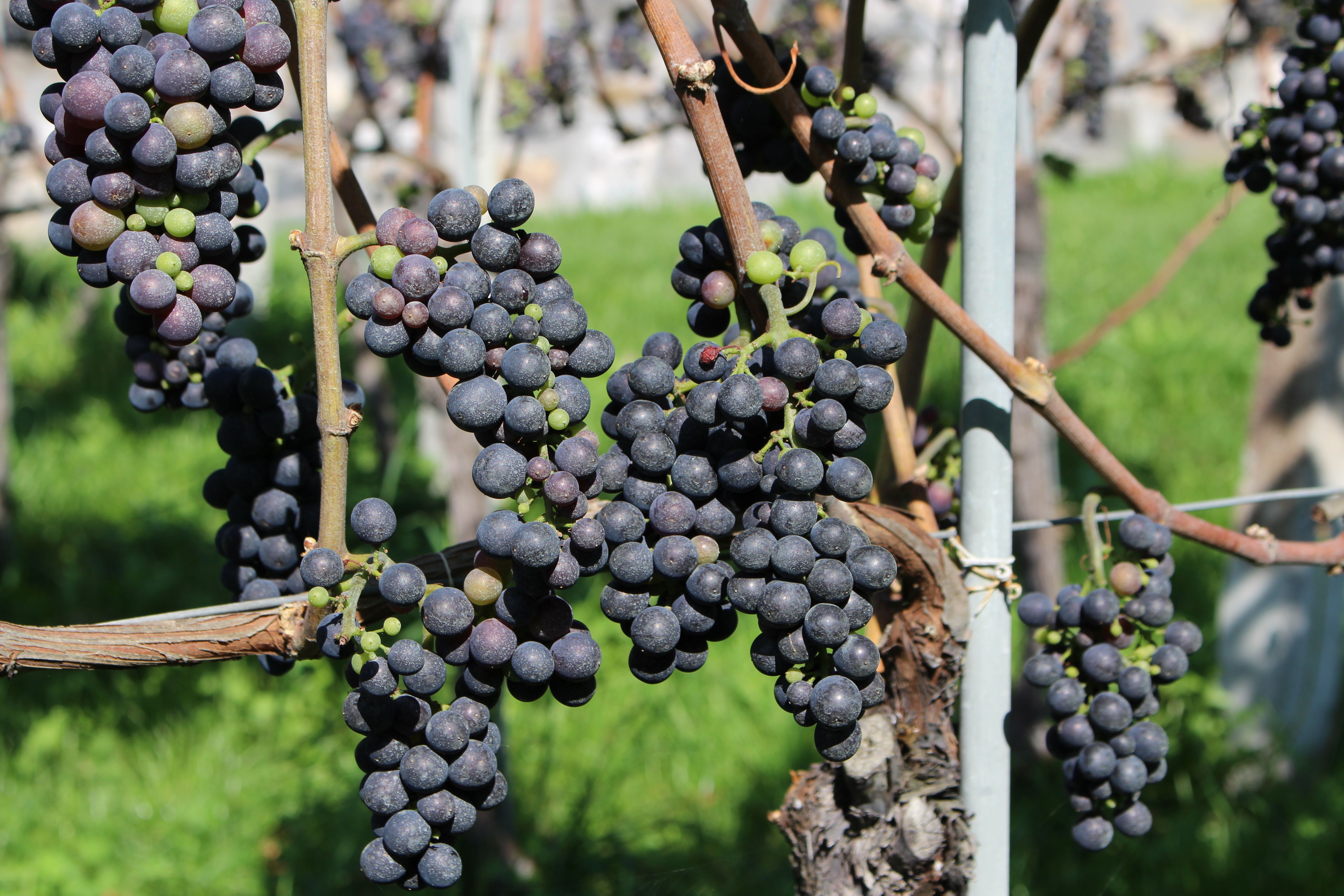 Uva del Tour del Vino 2023, uva matura cresce su viti