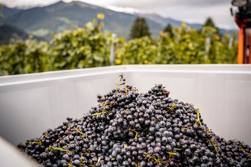 Weintrauben: frisch geerntete Weintrauben aus einem Weinberg in Südtirol im Herbst