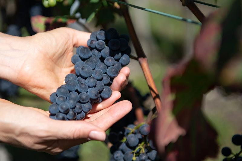 Weintrauben: Frische Trauben ernten in den Weinbergen während der Sommersaison.