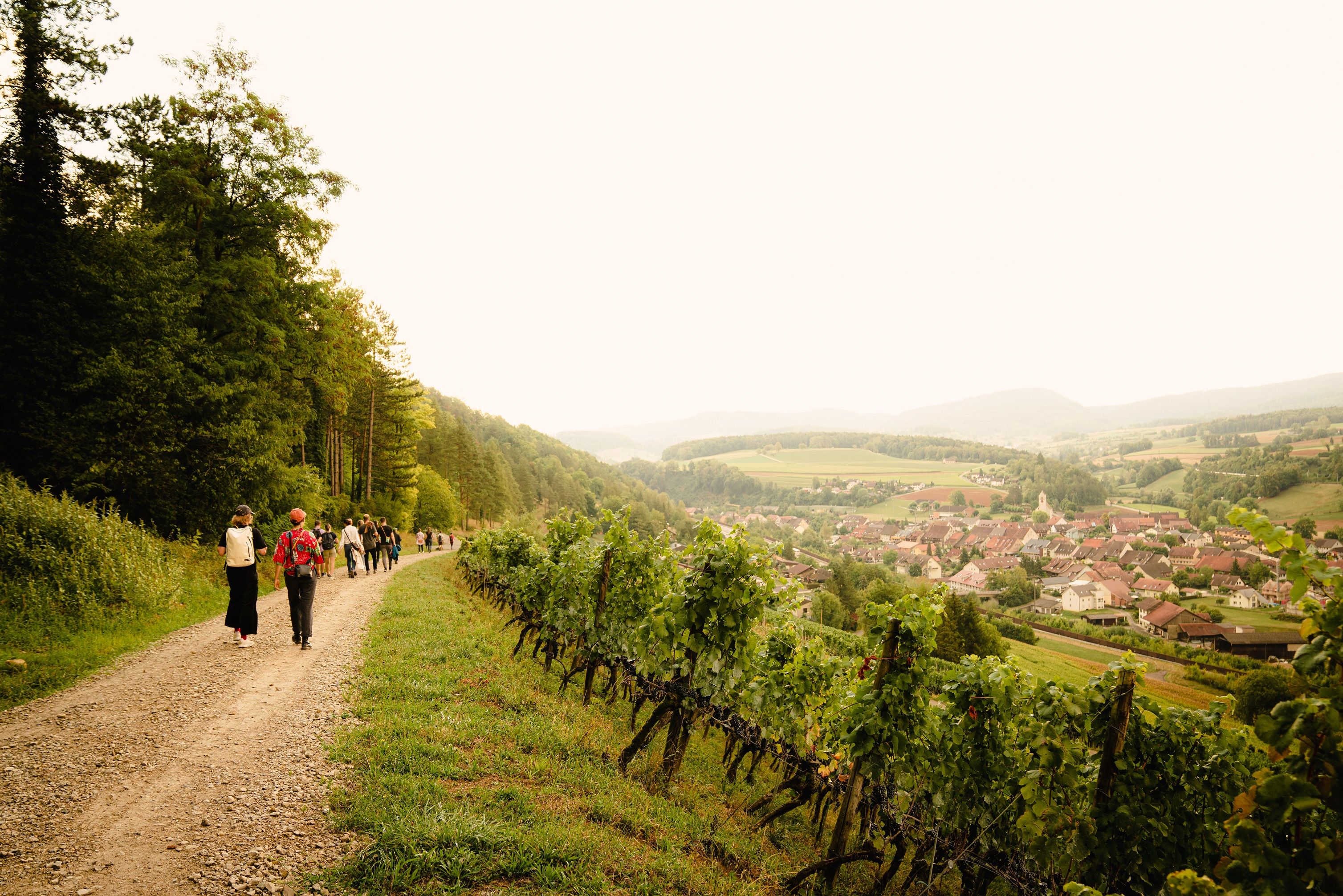 Βραδινή πεζοπορία ανάμεσα σε αμπέλια και τοπίο κοντά στο Effingen με όμορφες θέες και φύση.