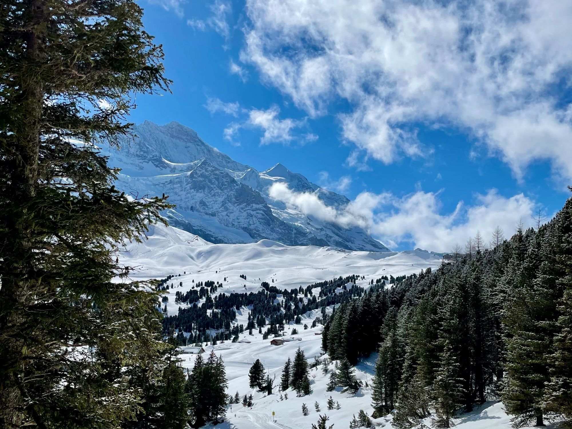 Jungfrauregion: indrukwekkend winterlandschap met besneeuwde bergen en dennenbomen
