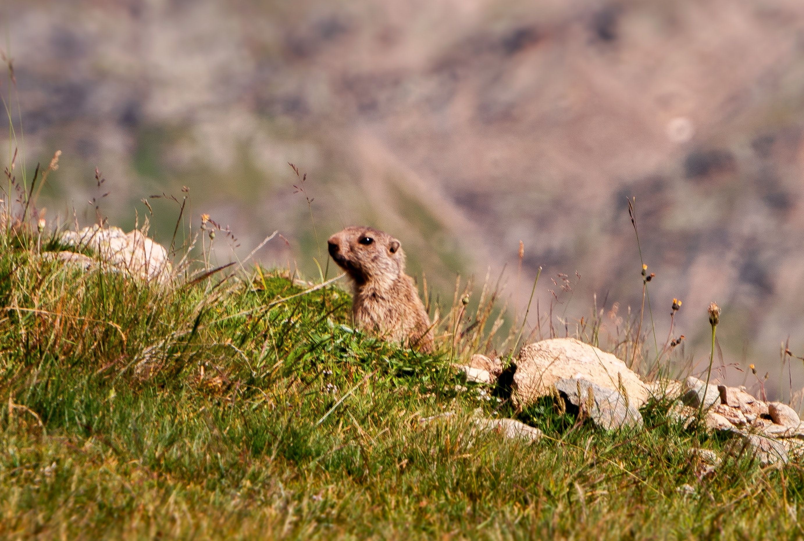 Marmotta osserva l'ambiente nel prato in Engadina