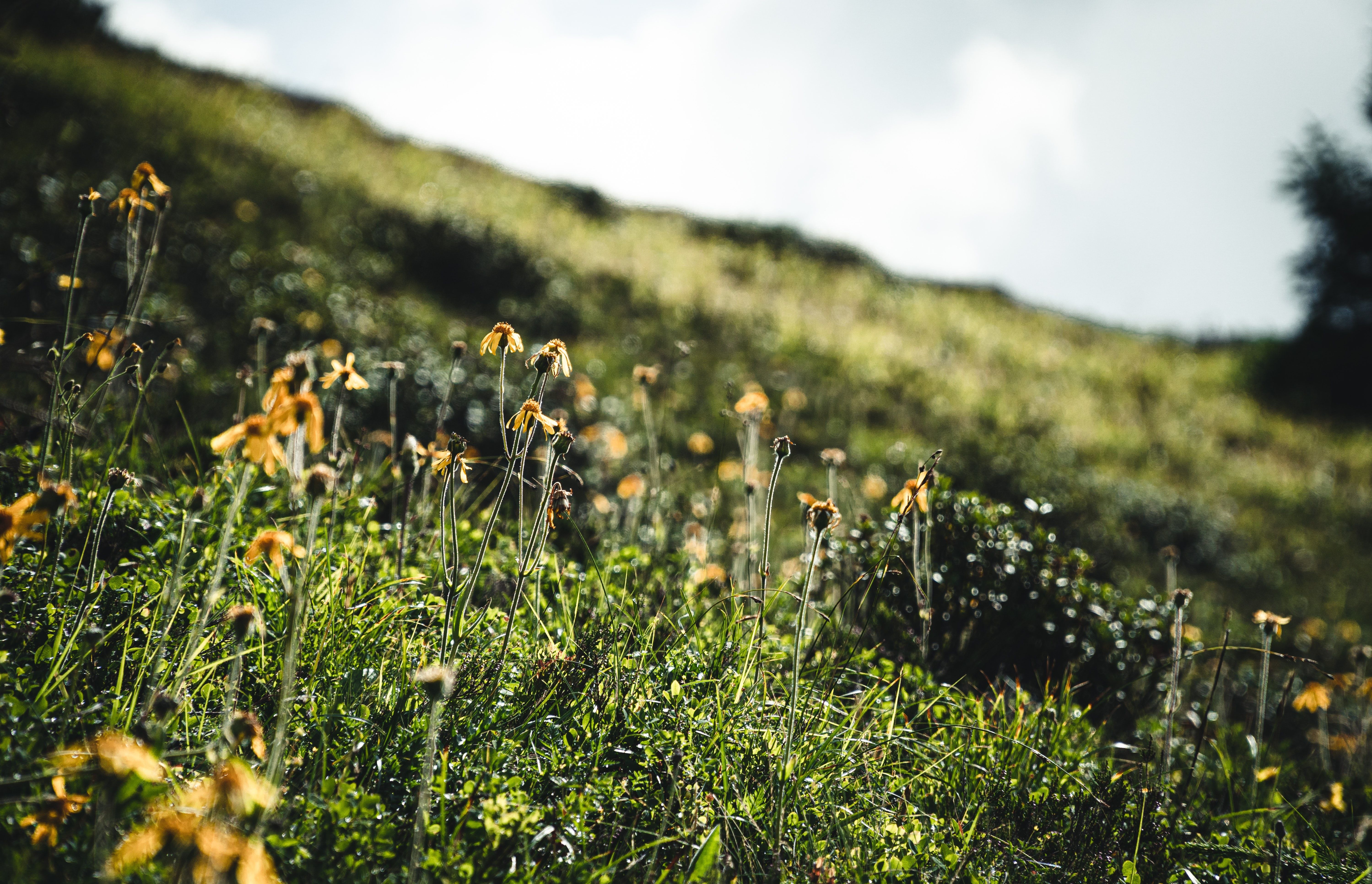 I fiori selvatici nell'Engadina mostrano colori vivaci in un paesaggio variegato.