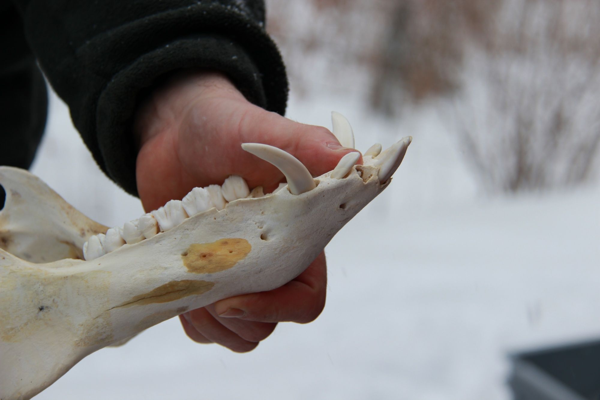 Babi Hutan: Close-up tulang binatang di salju, gambar menakjubkan dari alam.