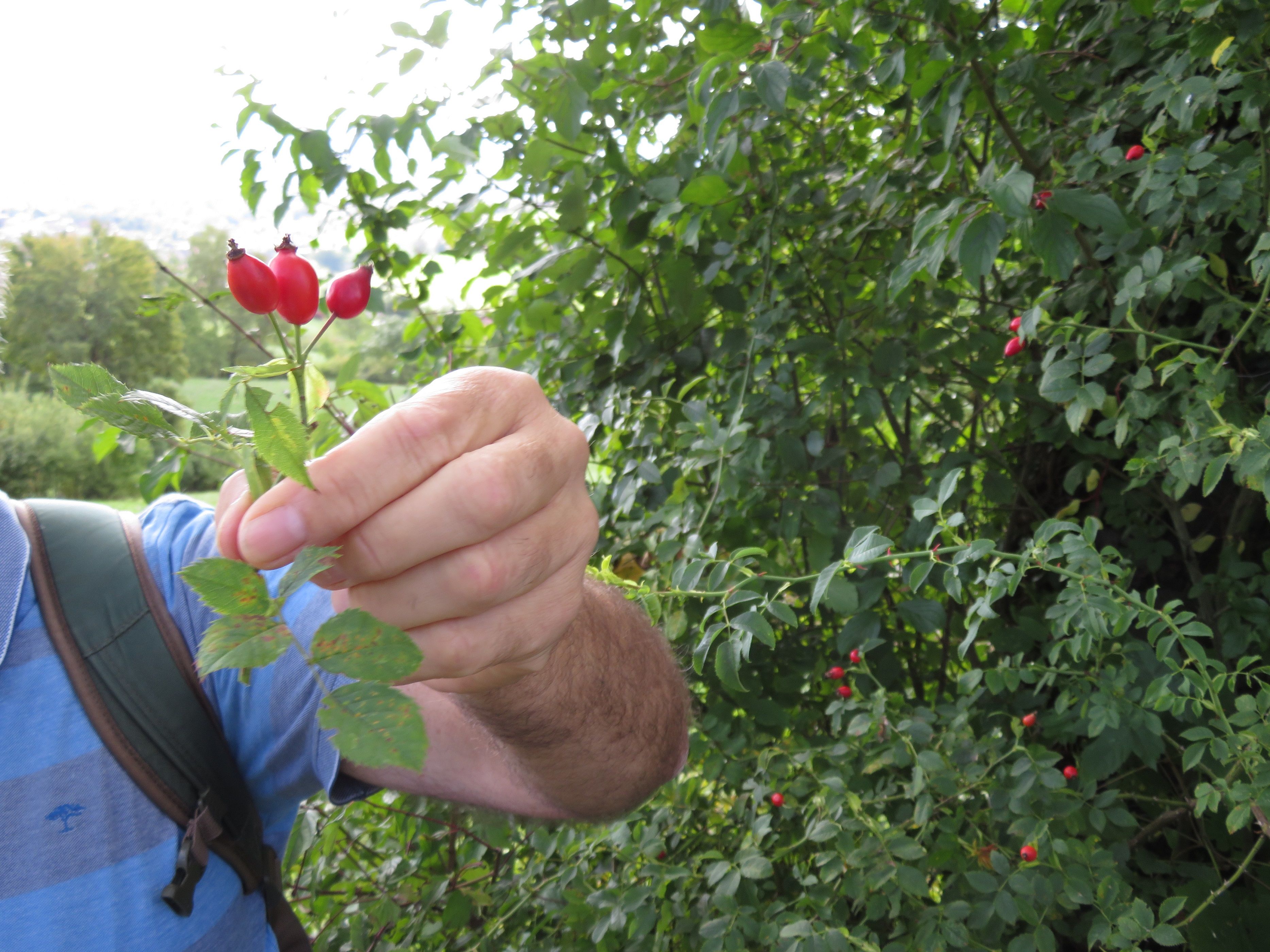 Wildrosen: Freiwillige bei der Kartierung im Jurapark Aargau während einer Wanderung.