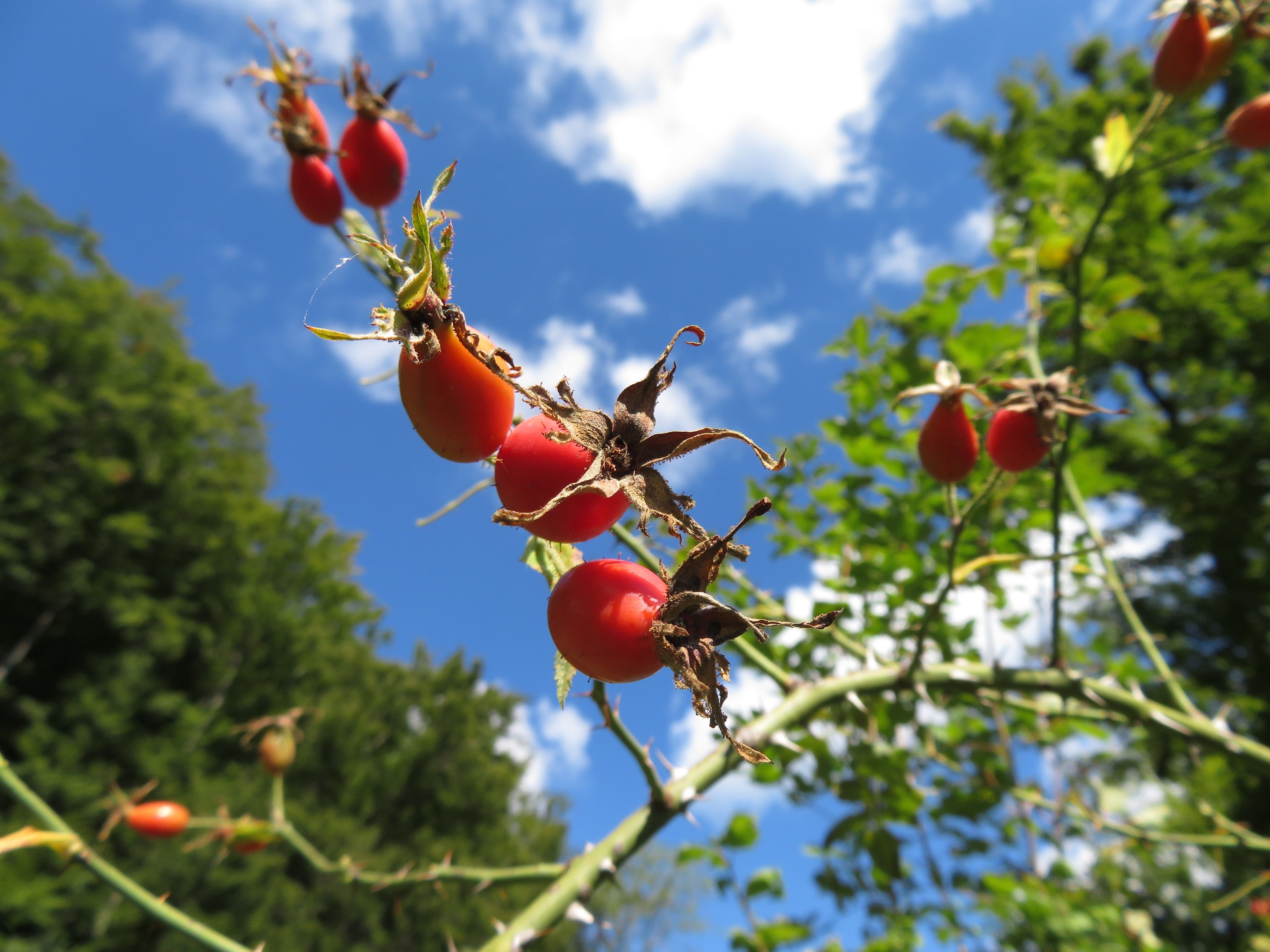 Wildrosen: Entdecke die Vielfalt der Wildrosen im Jurapark Aargau bei einer spannenden Wanderung.