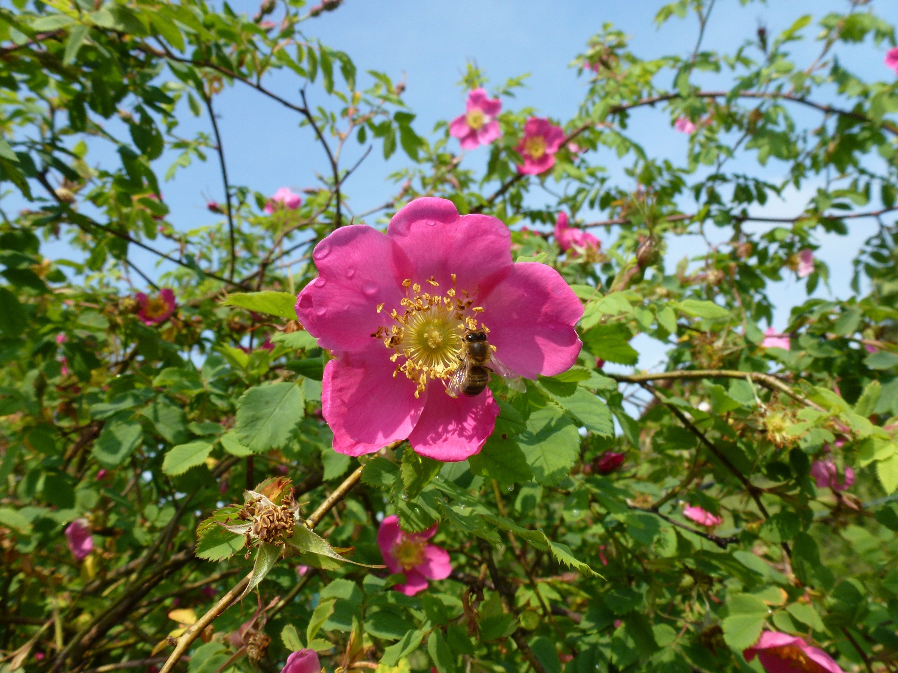 Wildrosen im Jurapark Aargau: bunte Blumenvielfalt blüht im Sommer und zieht Bienen an.