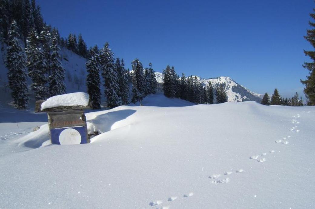 تجربة الحياة البرية في فلوومسربيرغ: منظر طبيعي مغطى بالثلوج مع أشجار وخلفية جبال في الشتاء.