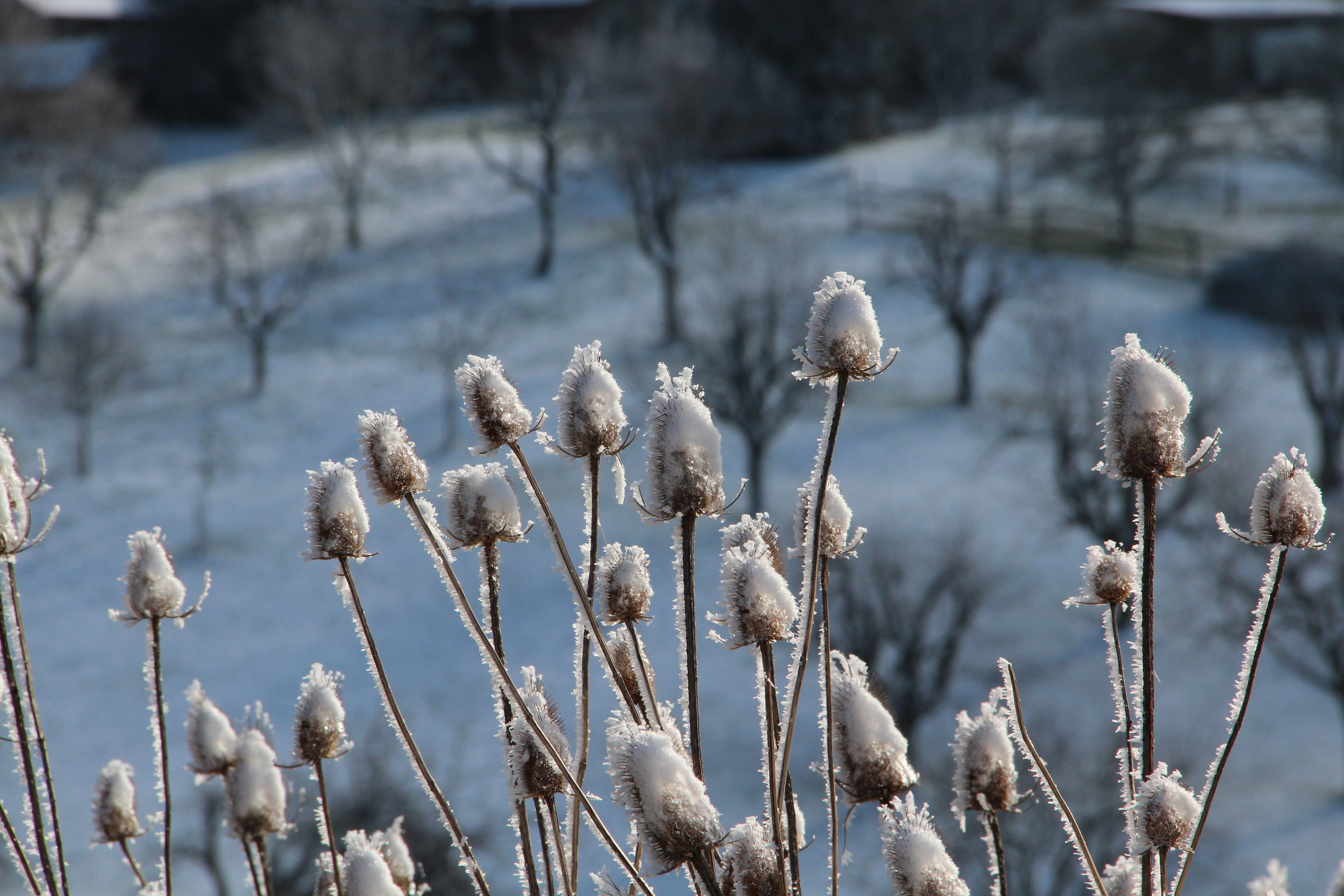 Perimuk: Paisagem de inverno com plantas congeladas e árvores cobertas de neve na natureza.