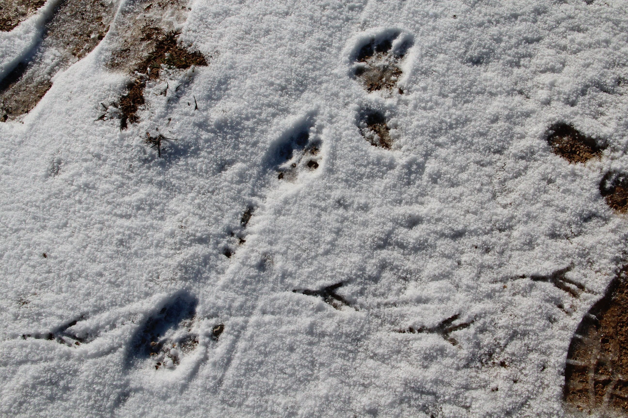 Perimuk: Pegadas de animais como texugos e raposas na neve, observação da natureza no inverno.