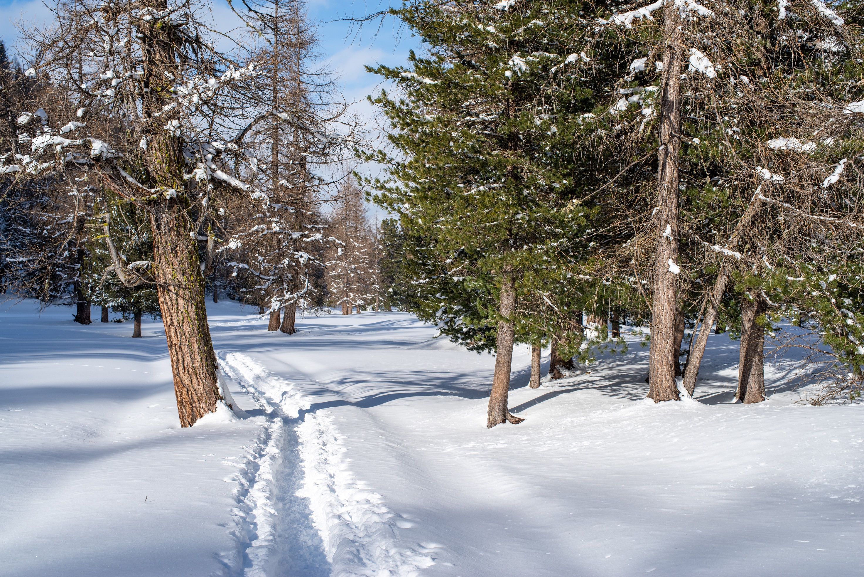 Vandring i snön, lugn vandringsslinga genom den vintriga skogen med höga träd.
