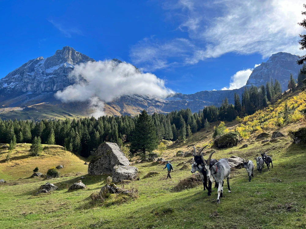 Trekking avec des chèvres dans les Alpes : découvre la nature impressionnante lors d'une randonnée guidée avec des chèvres.
