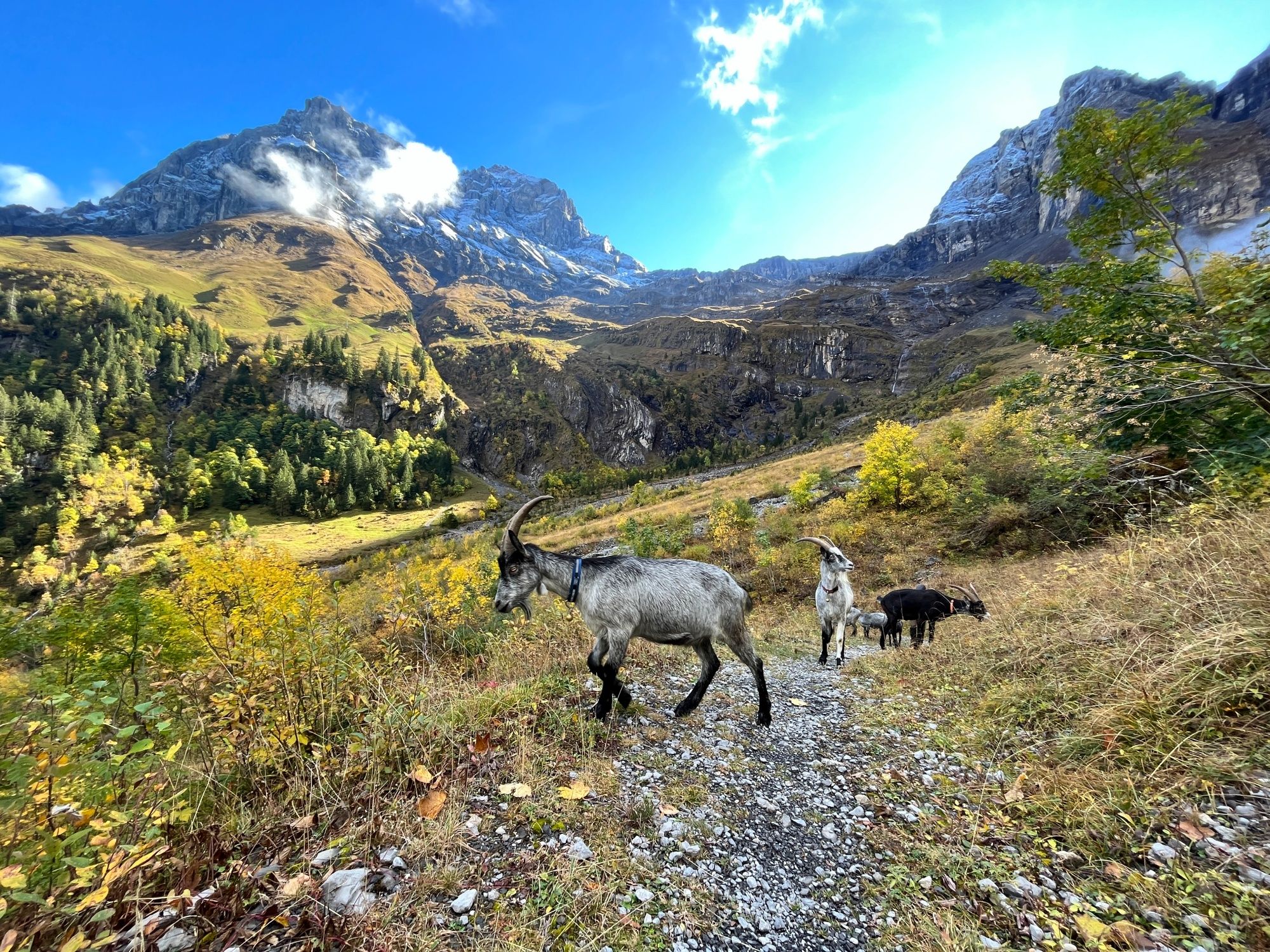 Koza-turistika: Zažijte výlet v majestátních horách s kozy v přírodě.