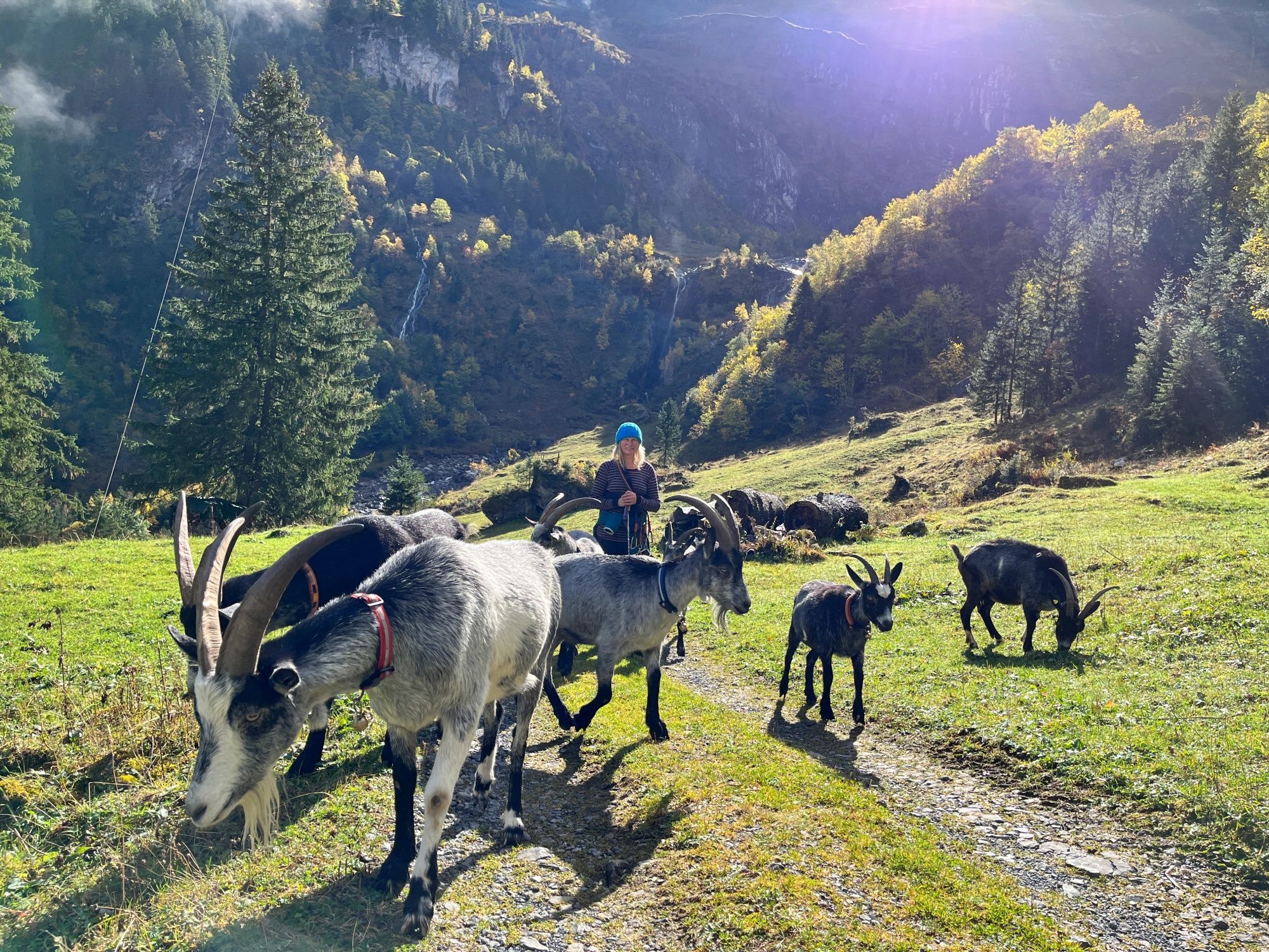 Koňské túry v létě v horách, zažijte nezapomenutelné zážitky s zvířaty a přírodou.