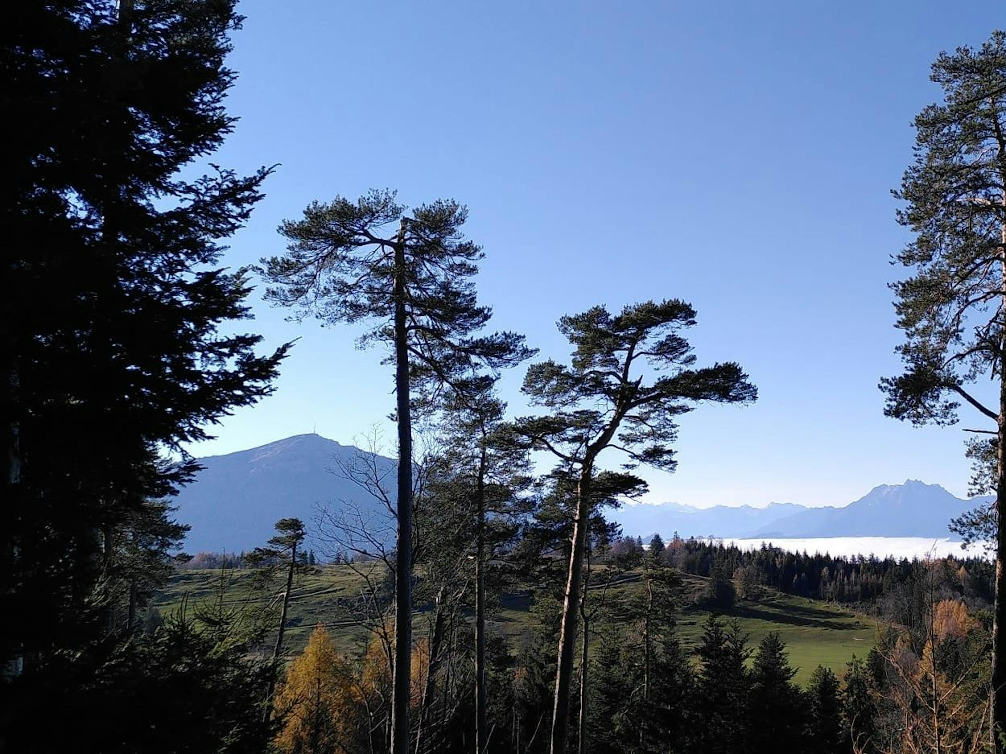 Zugerberg: View of the mountains and forest landscape in winter, ideal setting for outdoor activities.