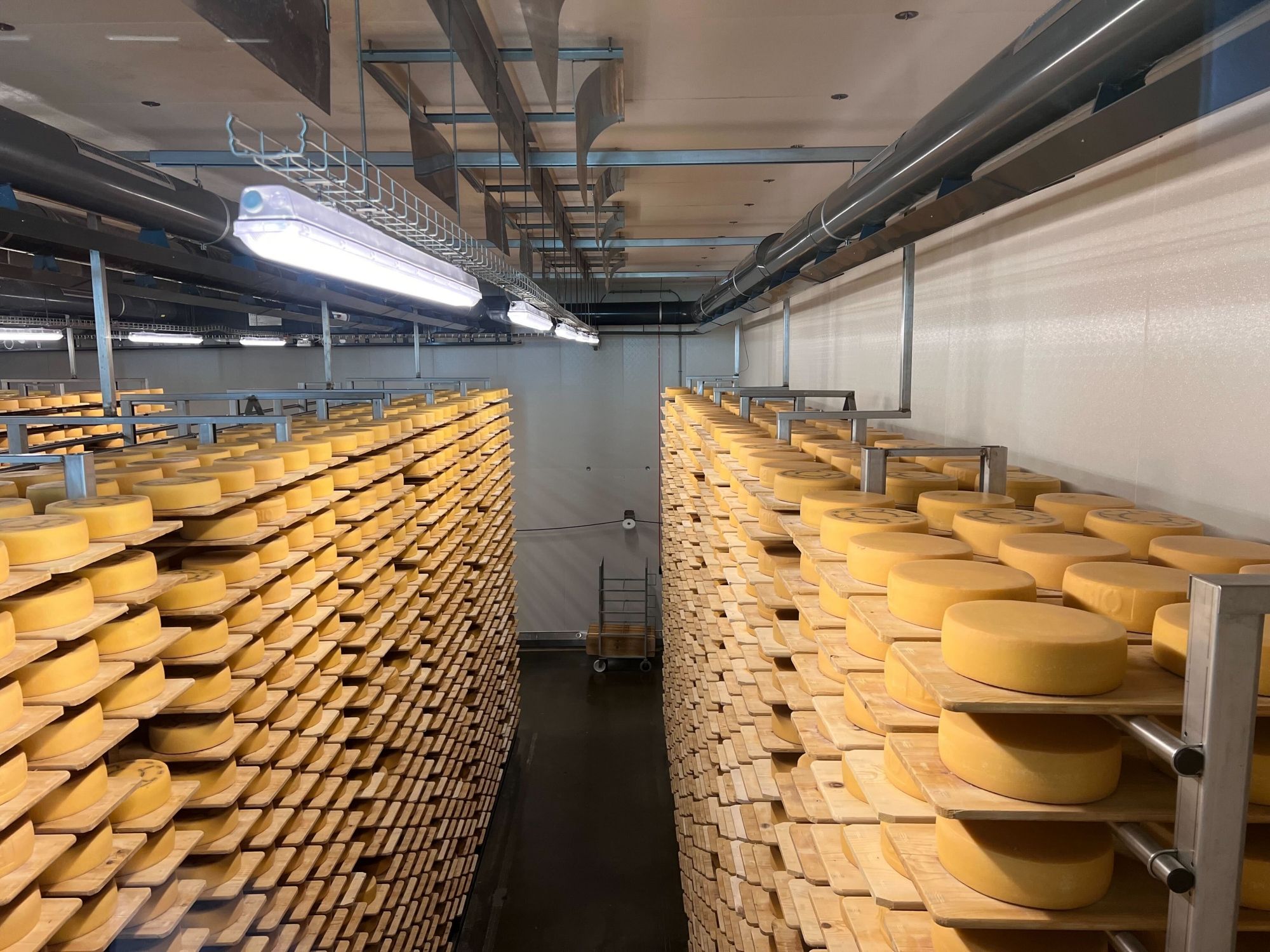 Appenzeller Schaukäserei: Khám phá hầm phô mai với nhiều bánh phô mai được xếp trên giá kệ.