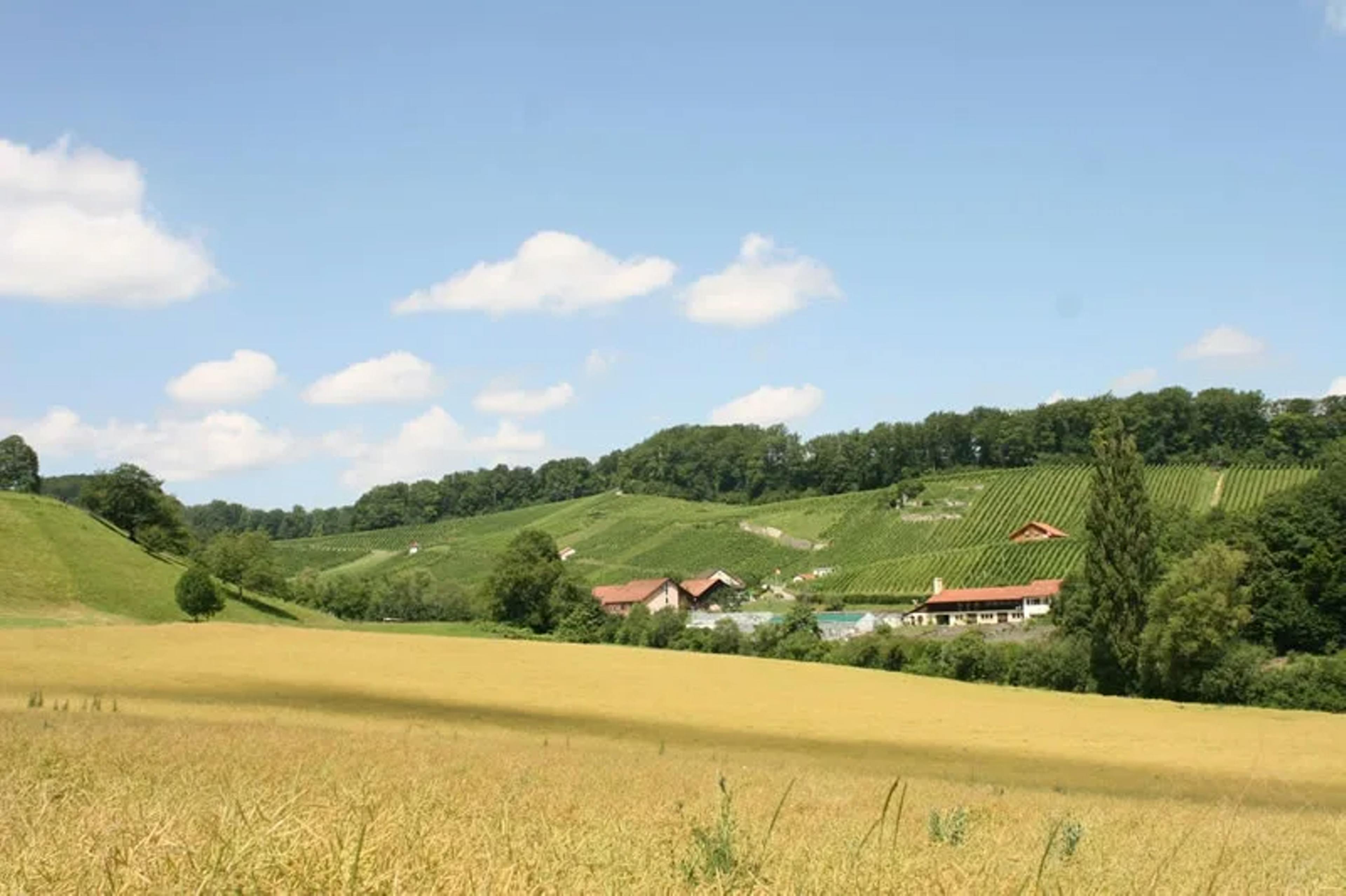 Weinwanderweg Aesch mit Weinbergen und Bauernhäusern bei blauem Himmel.