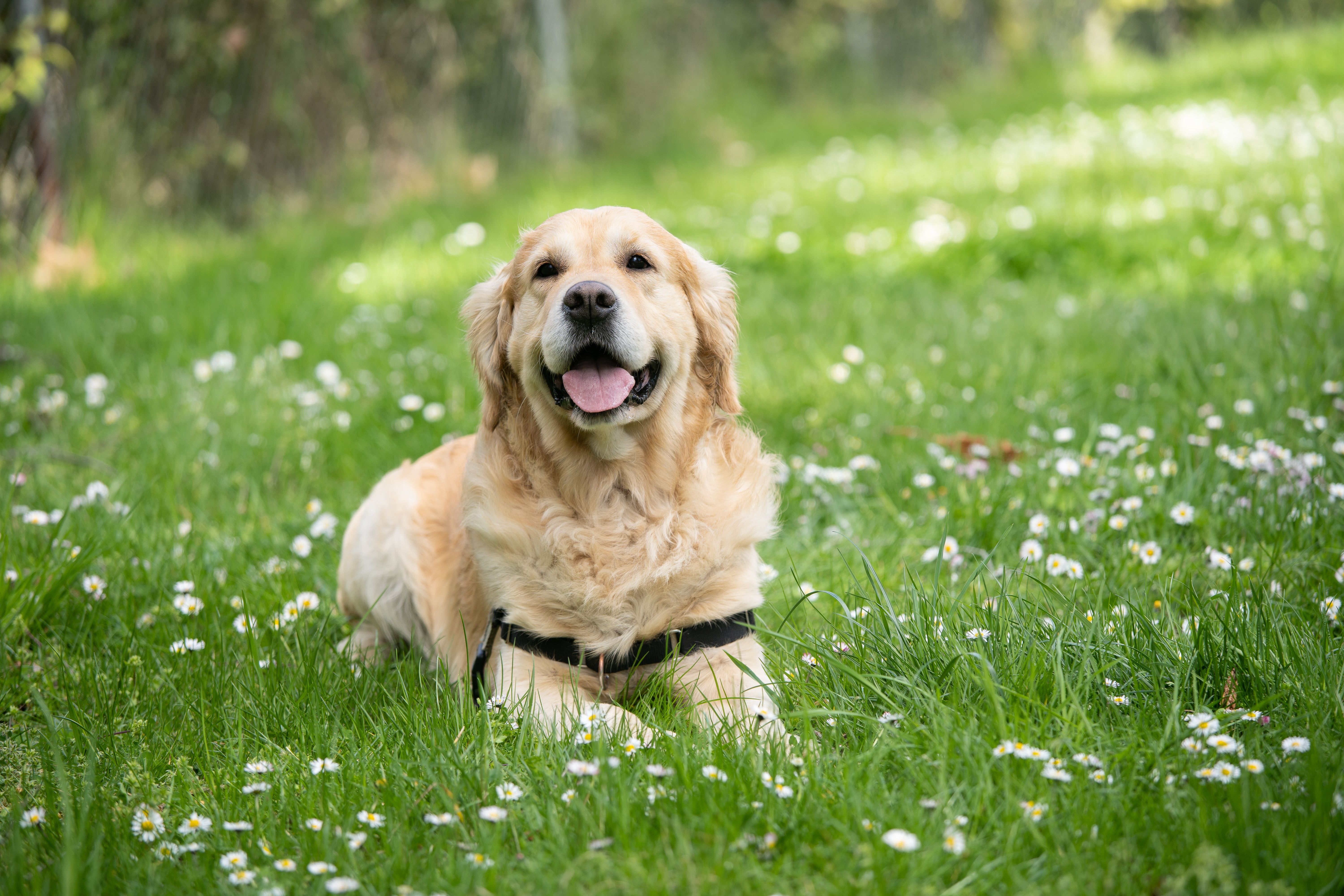 犬が緑の中で花と一緒に楽しく遊んでいます。動物好きや自然好きに最適です。