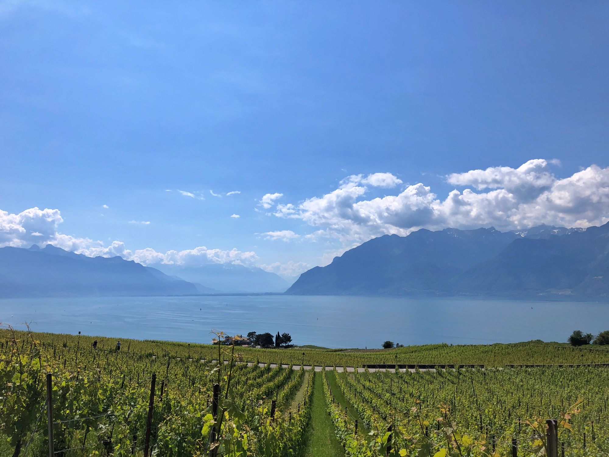 Lac Léman : Vignobles idylliques avec vue sur Lavaux et les Alpes bernoises, idéaux pour des excursions d'une journée.