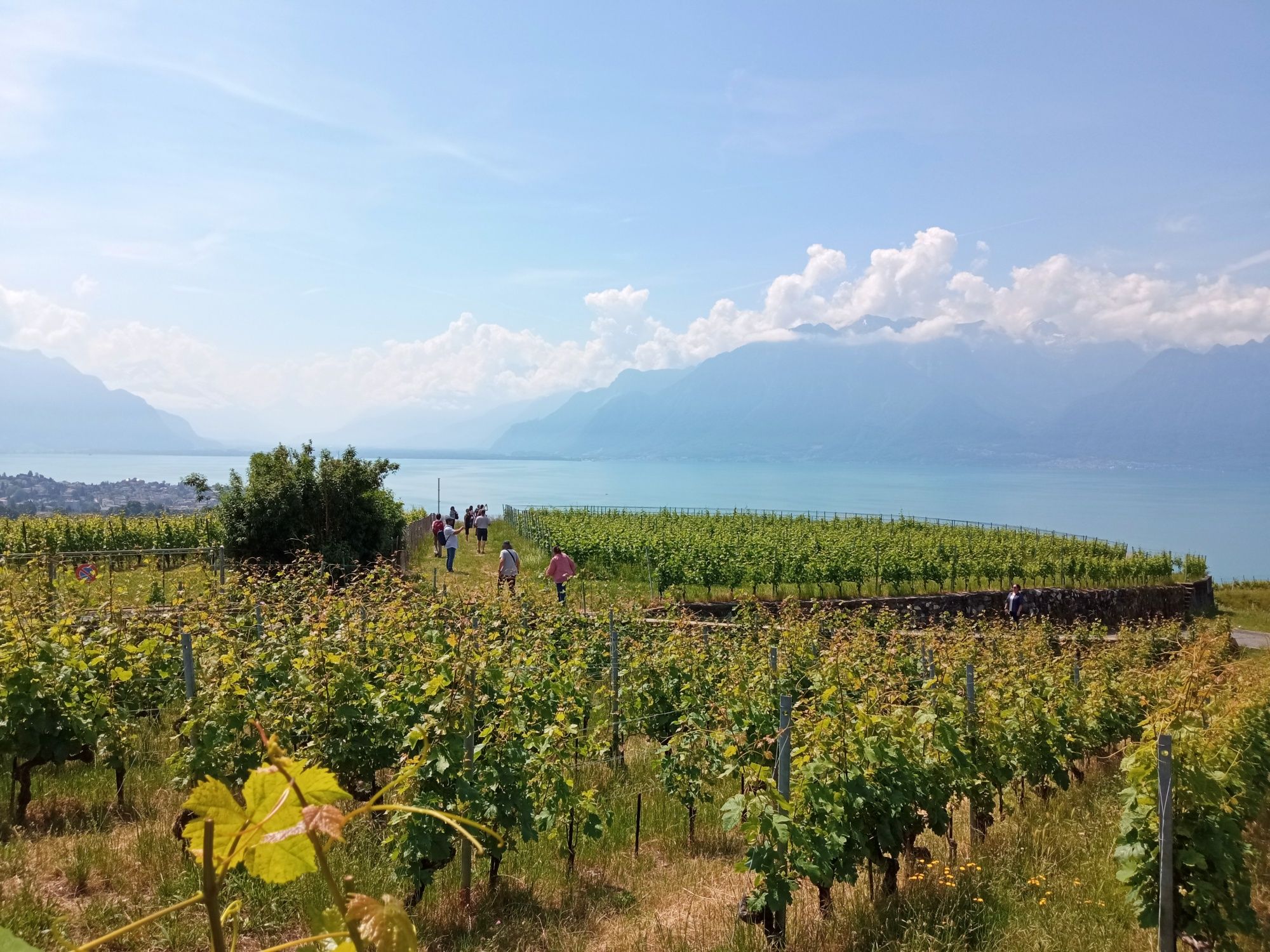 Οργανοagr: Ανακαλύψτε τις αμπελώνες του Lavaux με θέα στη λίμνη Γενεύη και στις Άλπεις.