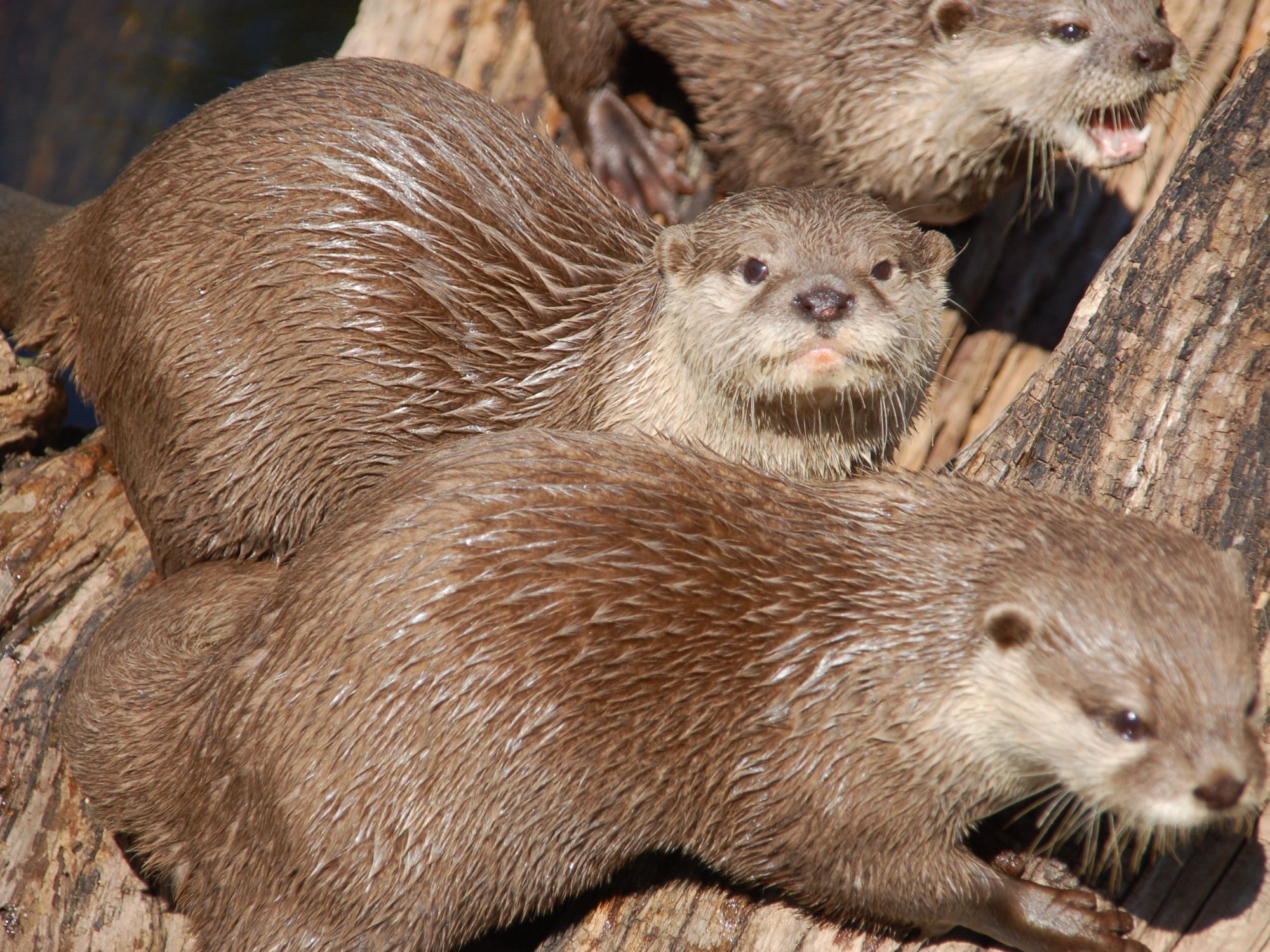 Otters in de dierentuin: Schattige dieren verkennen hun leefomgeving en tonen hun nieuwsgierigheid.