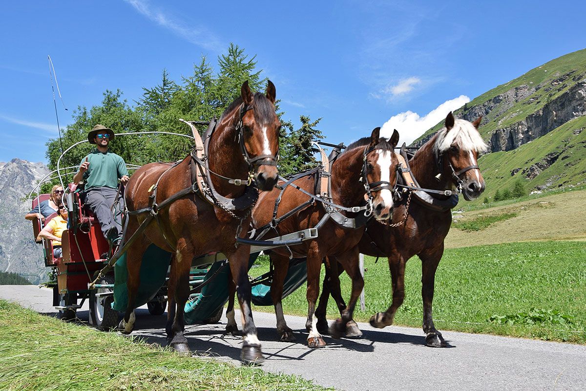 Paardentramrit in de natuur met vrienden en familie in de bergen in de zomer.