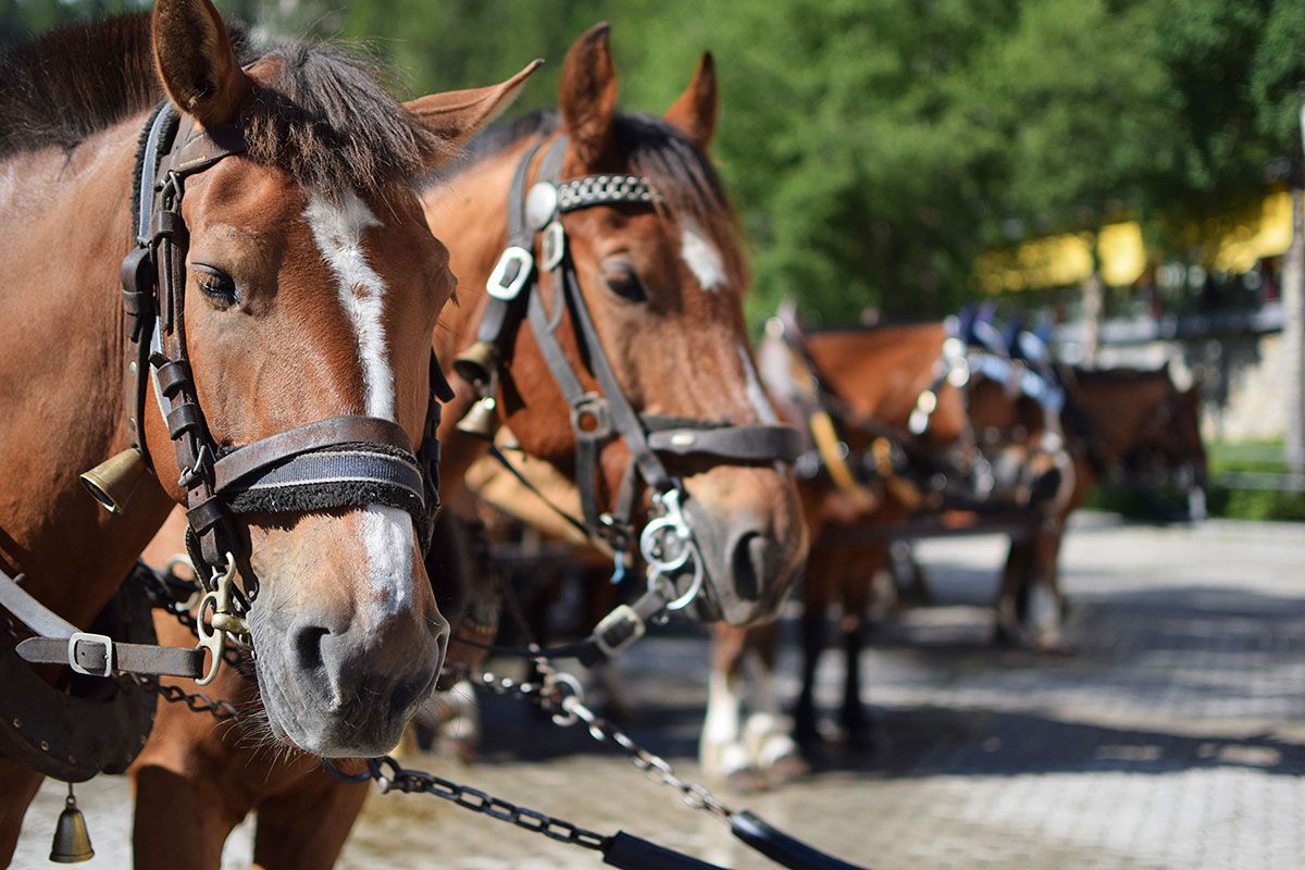 Paarden op een parkeerplaats bij Clalüna, ideaal voor uitstapjes in de natuur en avontuurlijke groepen.