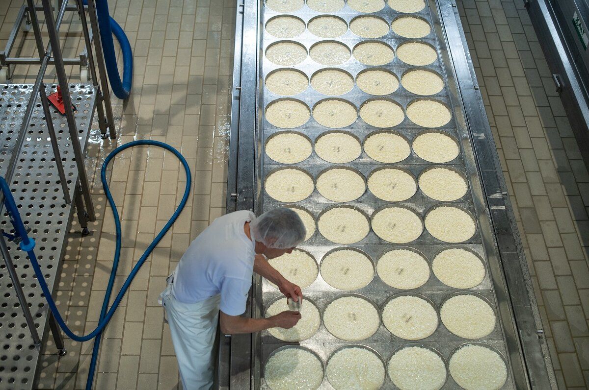 Swiss cheese production with fresh cheese curd in large molds.
