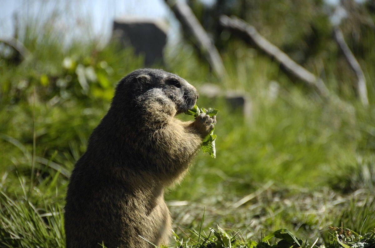 المرملي يتغذى على العشب في مرج ستانسرهورن عام 2023.