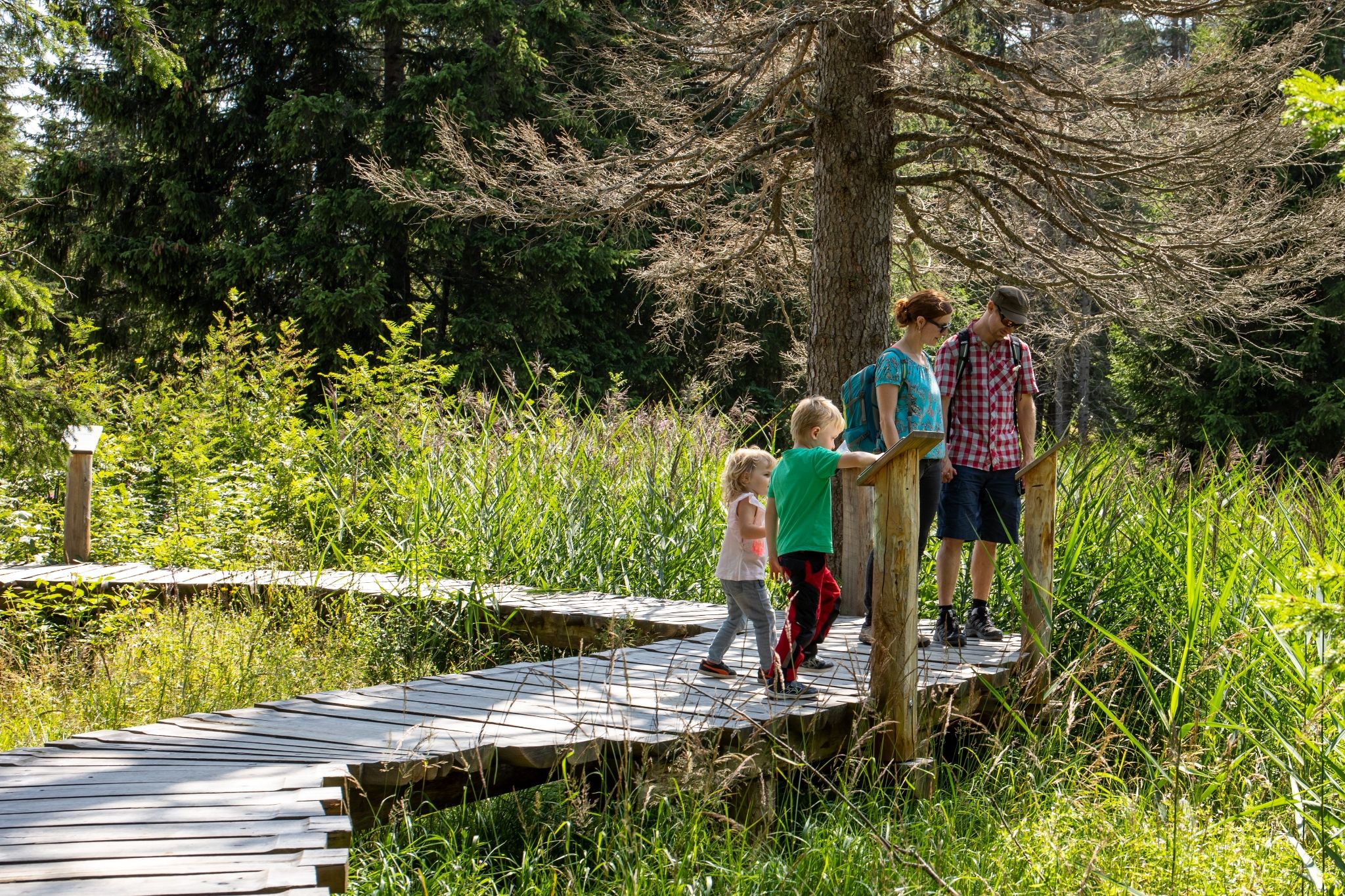 Οικογενειακή εκδρομή στον μονοπάτι της Έρημου με πράσινα φυτά και ξύλινο μονοπάτι.