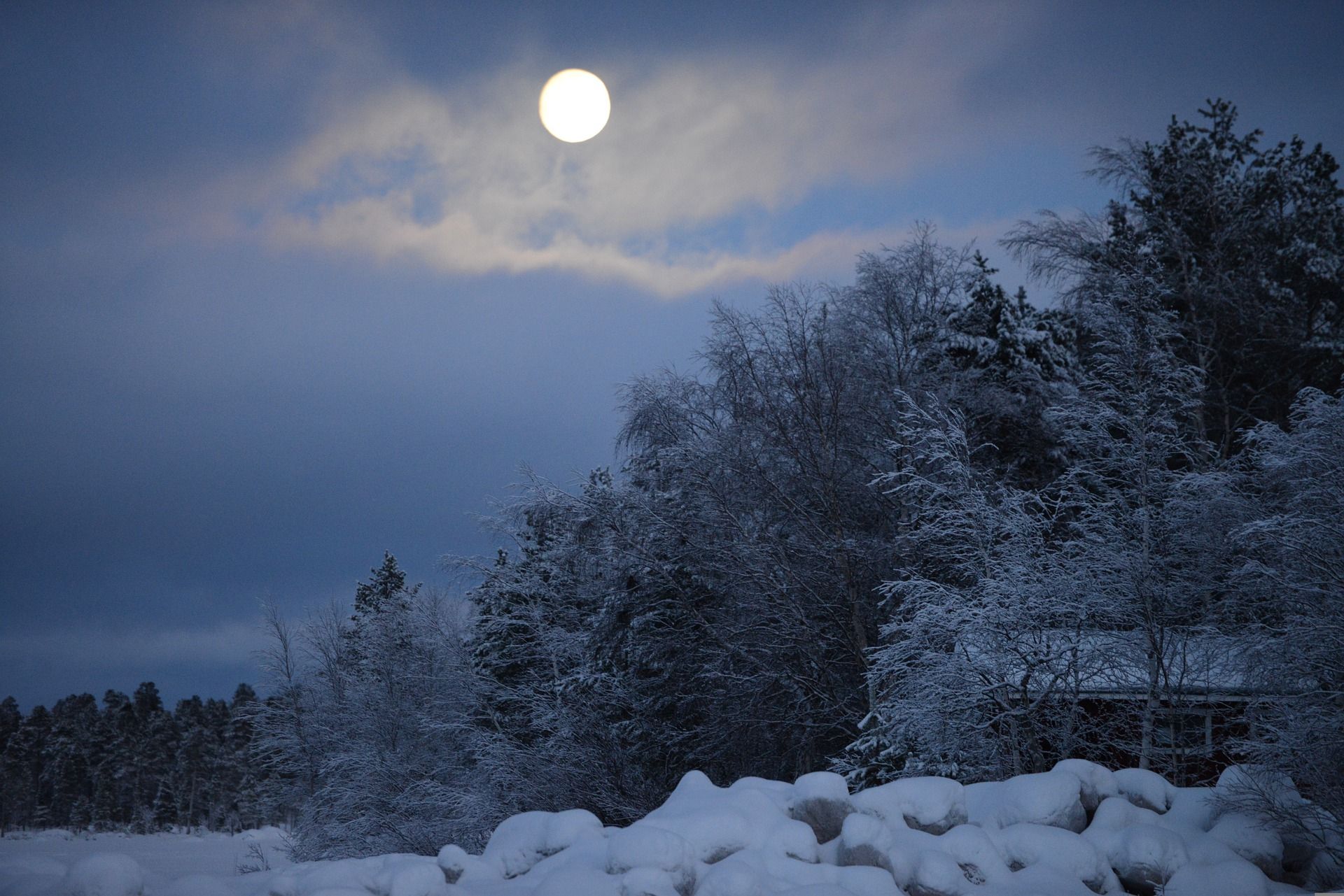 Snöskognito-tur i skogen under fullmåne med snötäckta träd och vintrikt landskap.