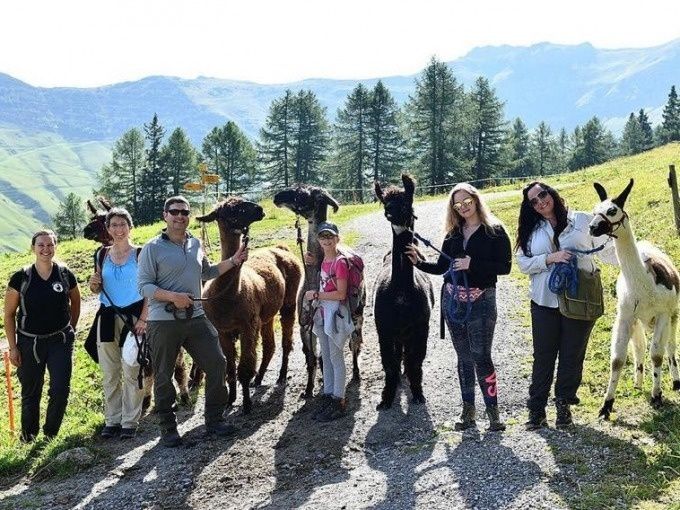 Randonnée en groupe à Triesenberg avec des alpacas.
