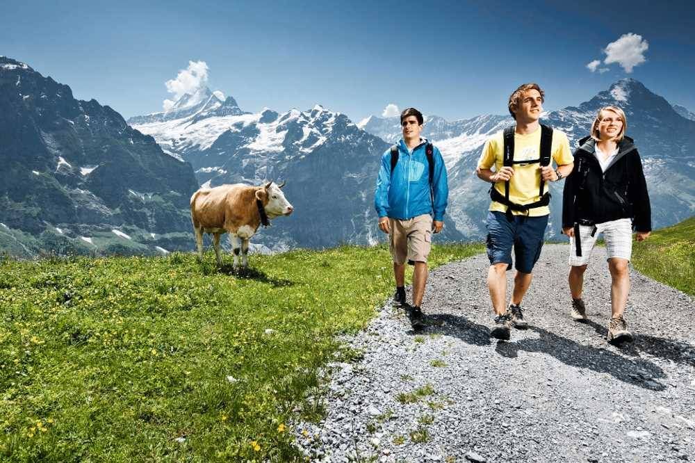 Tour di Grindelwald, Escursionista su un sentiero, Prati alpini, Mucche sullo sfondo