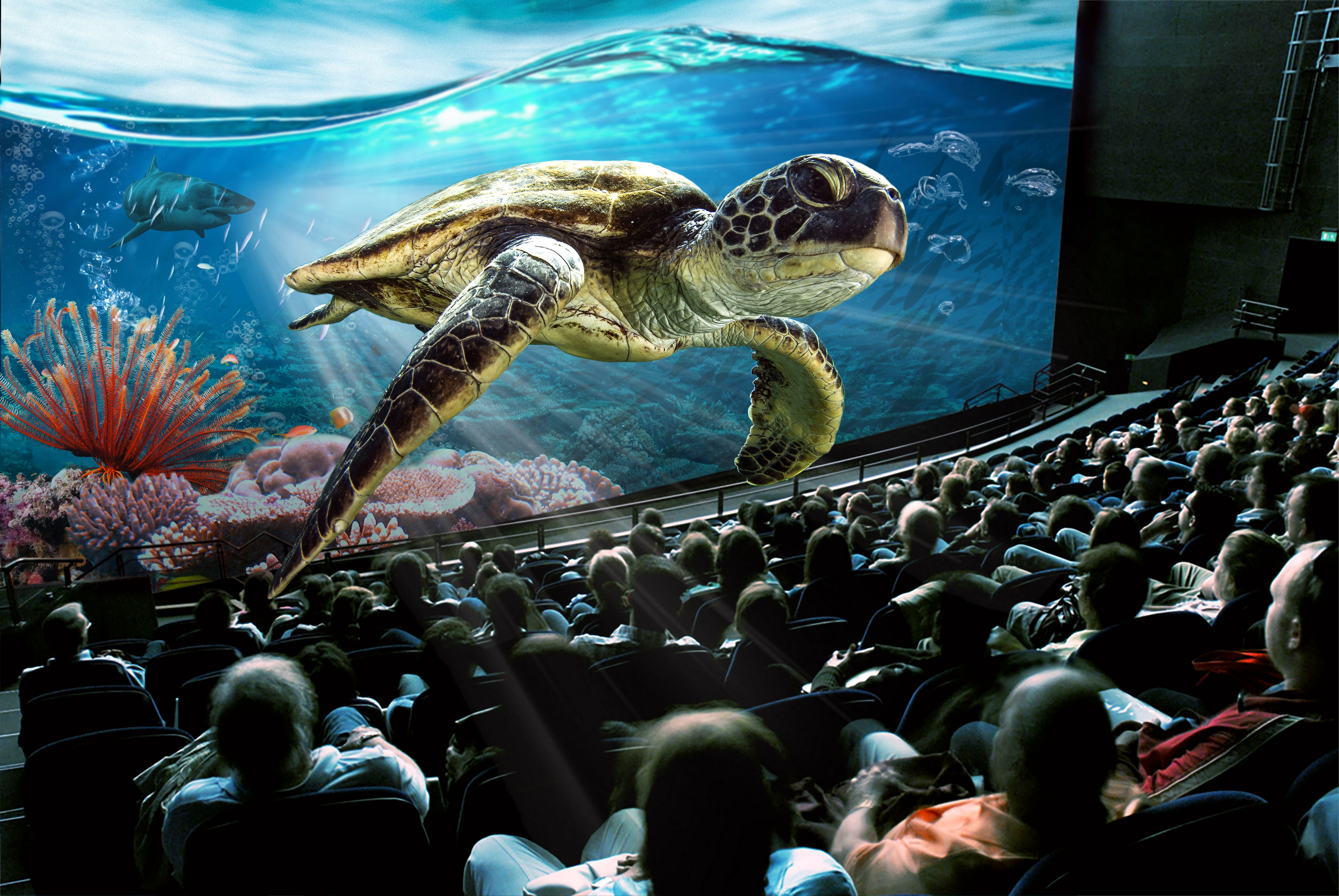 जूता रही समुद्र में, प्रवाल भित्ति, सिनेमाघर में दर्शक