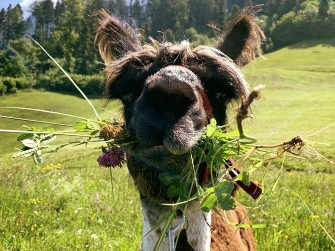 Lama con erba e fiori in bocca su prato, estate