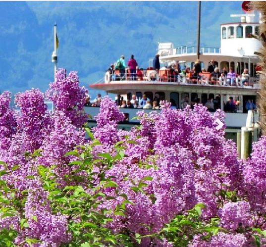 Navigazione sul Lago di Quattro Cantoni con cespugli di lillà in fiore sullo sfondo.