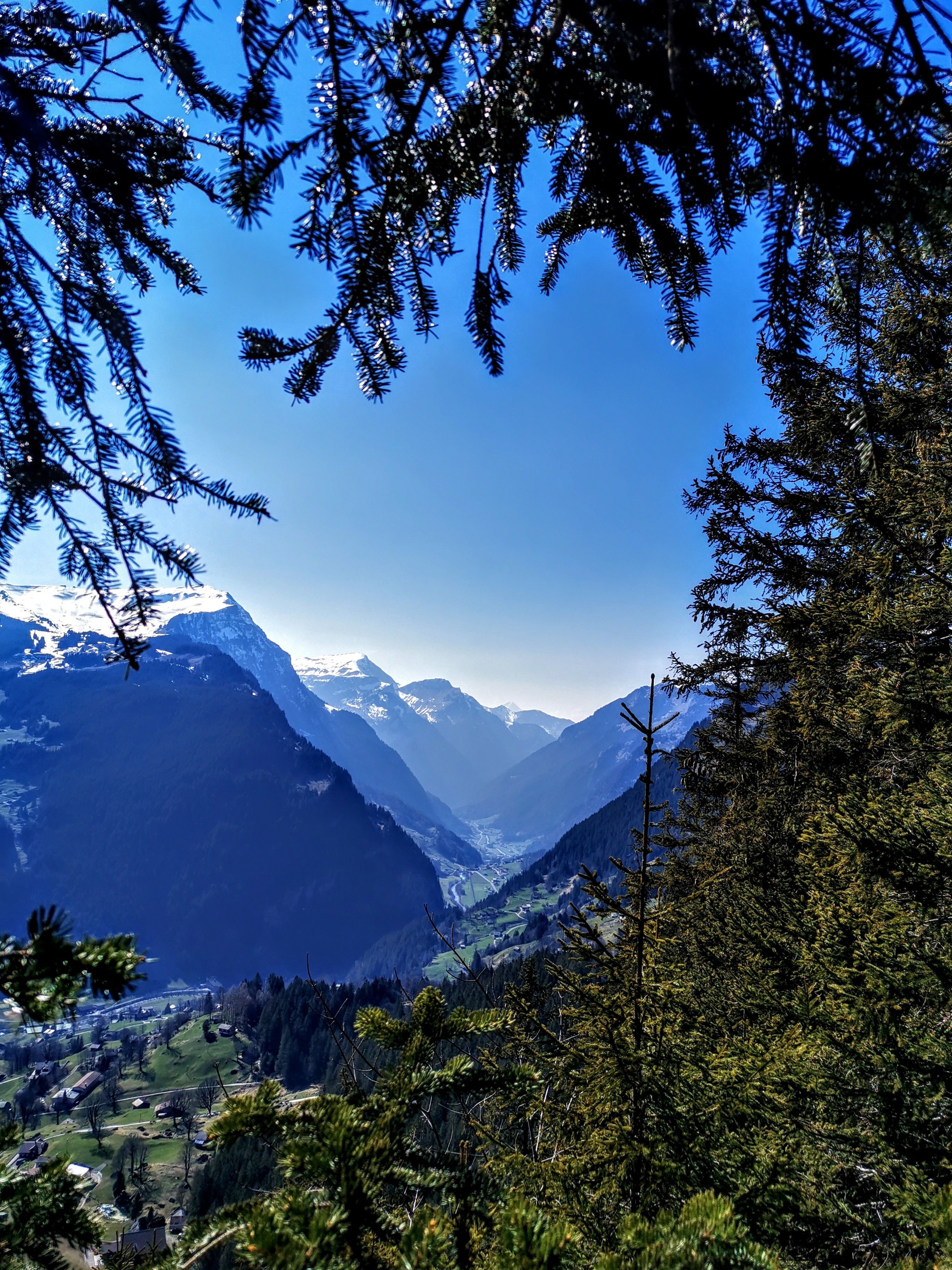 Tannenbaum mit Blick auf blauen Himmel über den Alpen