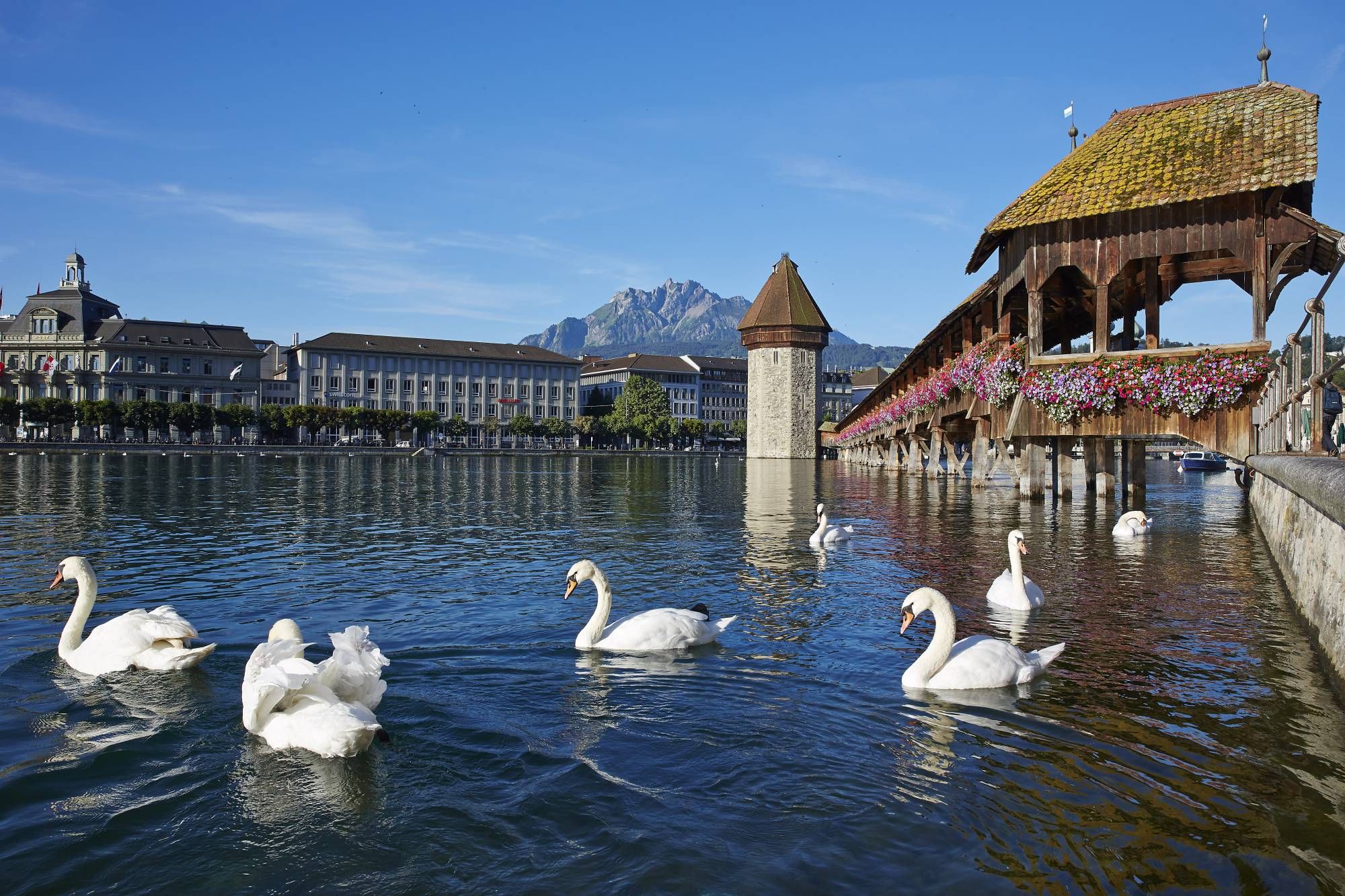ルツェルンのフィアヴァルトシュテッターブルクと白鳥