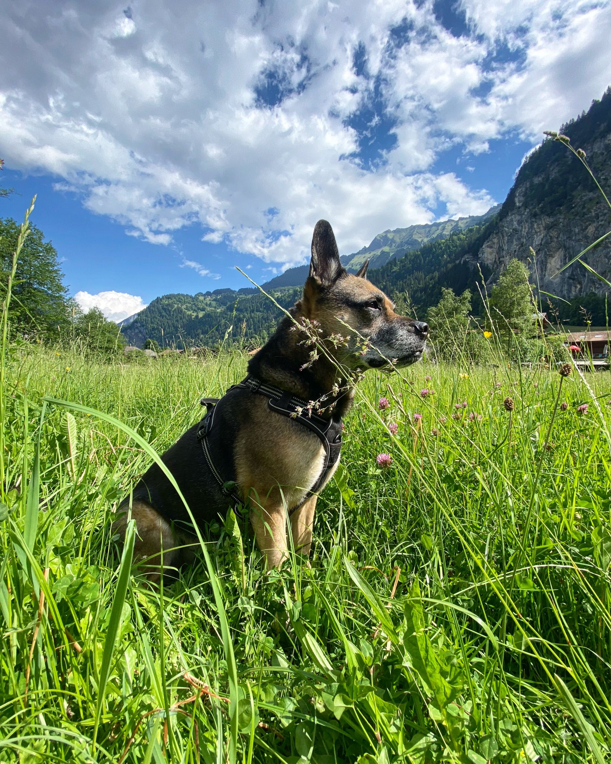 Hond zit in het hoge gras en geniet van de natuur van Lauterbrunnen