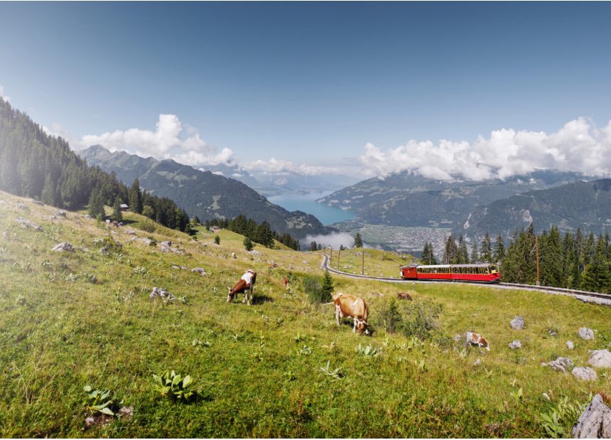Senderismo en Schynige Platte: Vacas pastan en praderas jugosas con vista al lago de Thun.