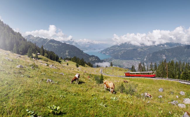 Hiking nature cows (Photo: Jungfrau Railways)