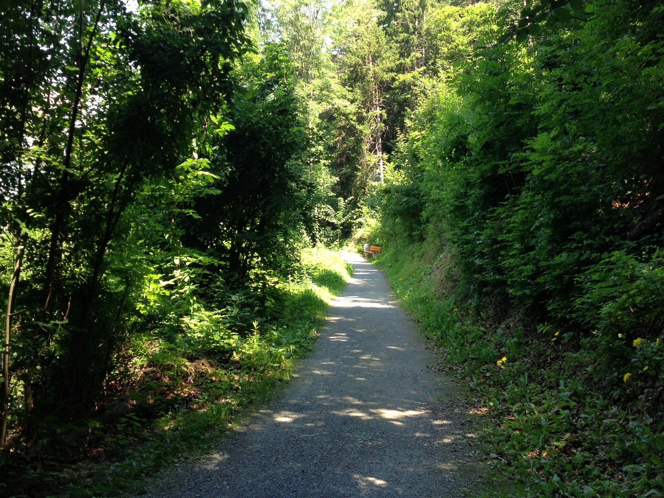 طريق شوري للتنزه محاط بالأشجار والطبيعة الخضراء.