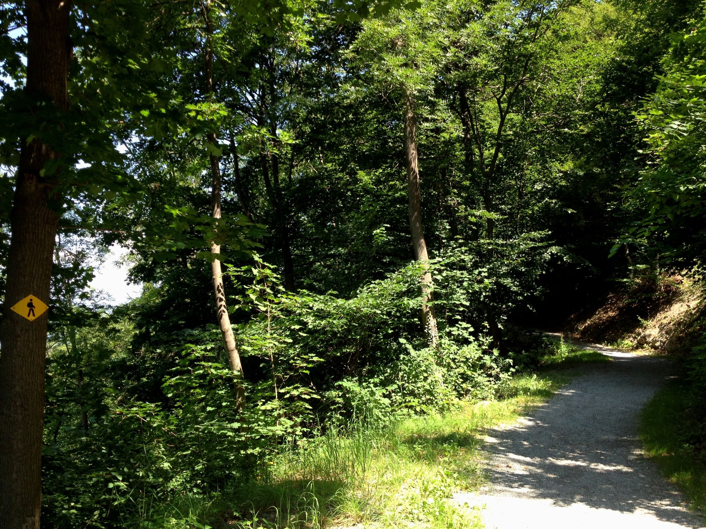 مسار شتاء تشور مع طرق للمشي وأشجار في الصيف.