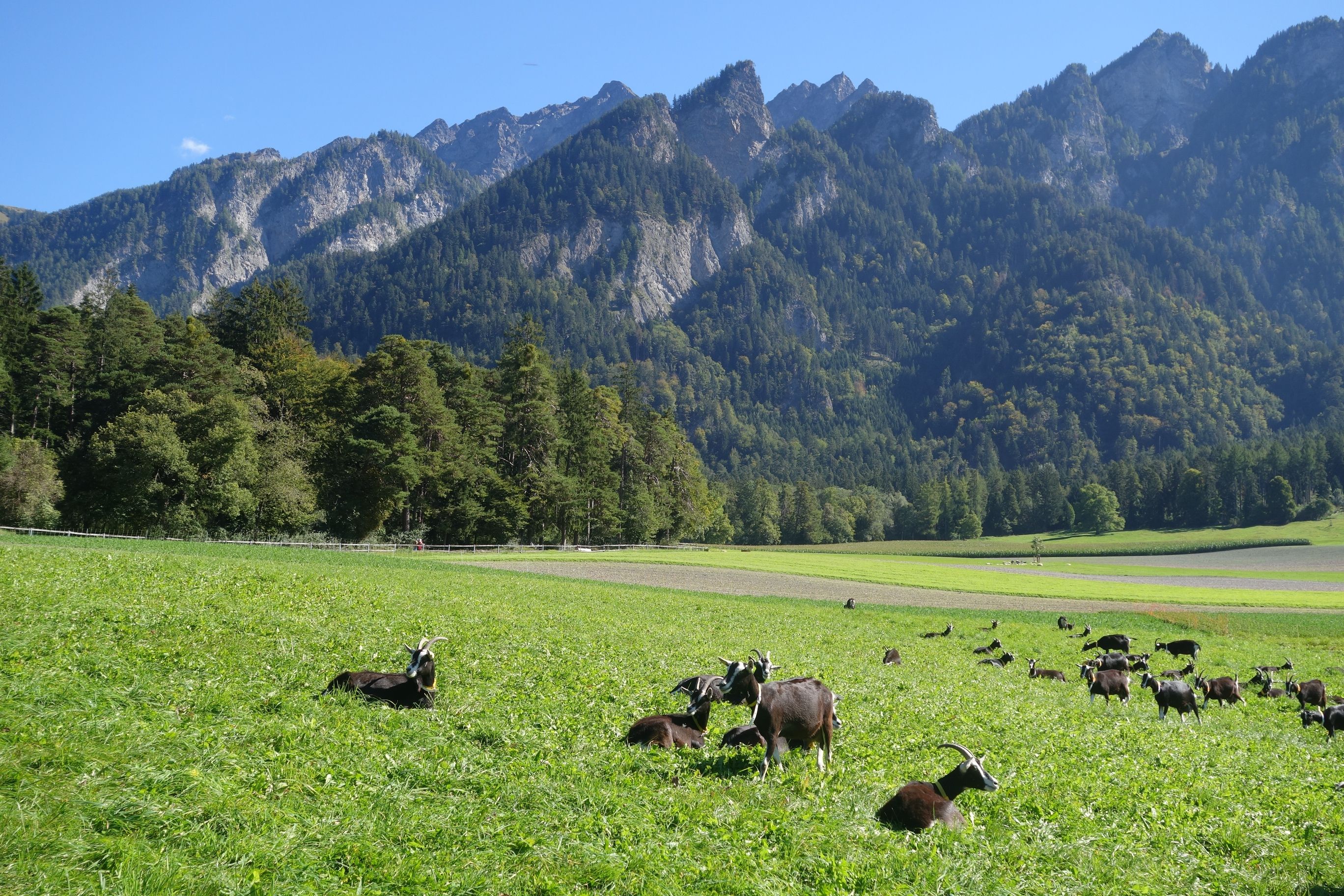 مسار شاور هاين مع الأبقار في الحقل، المناظر الجبلية