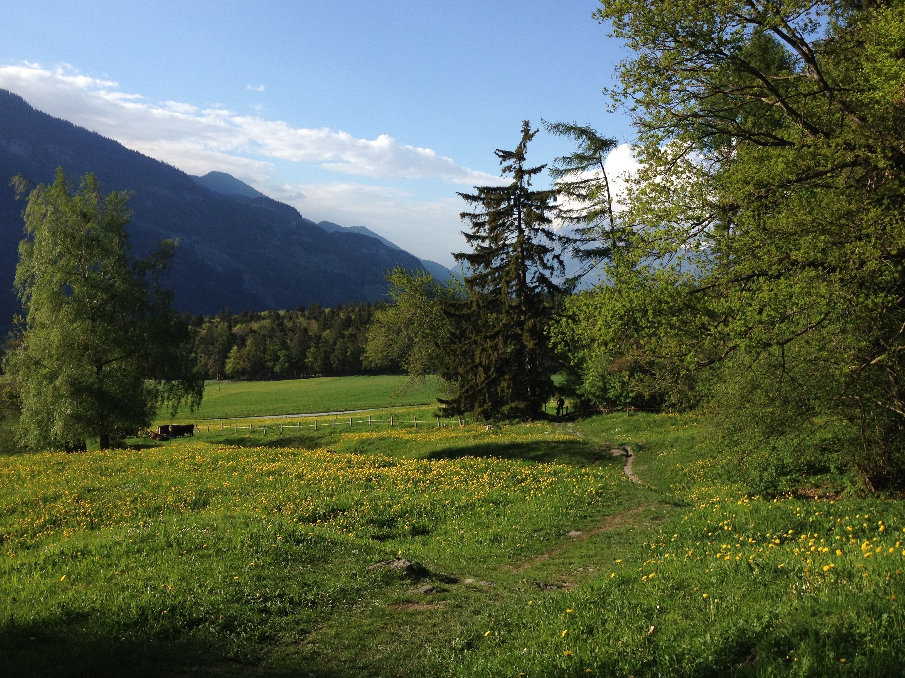 مسار مرتفعات لوشور مع مرج زهور وأشجار، يوم مشمس