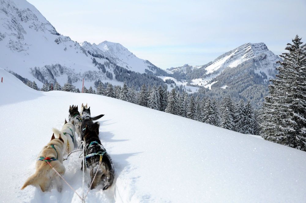 Dog sales sled central