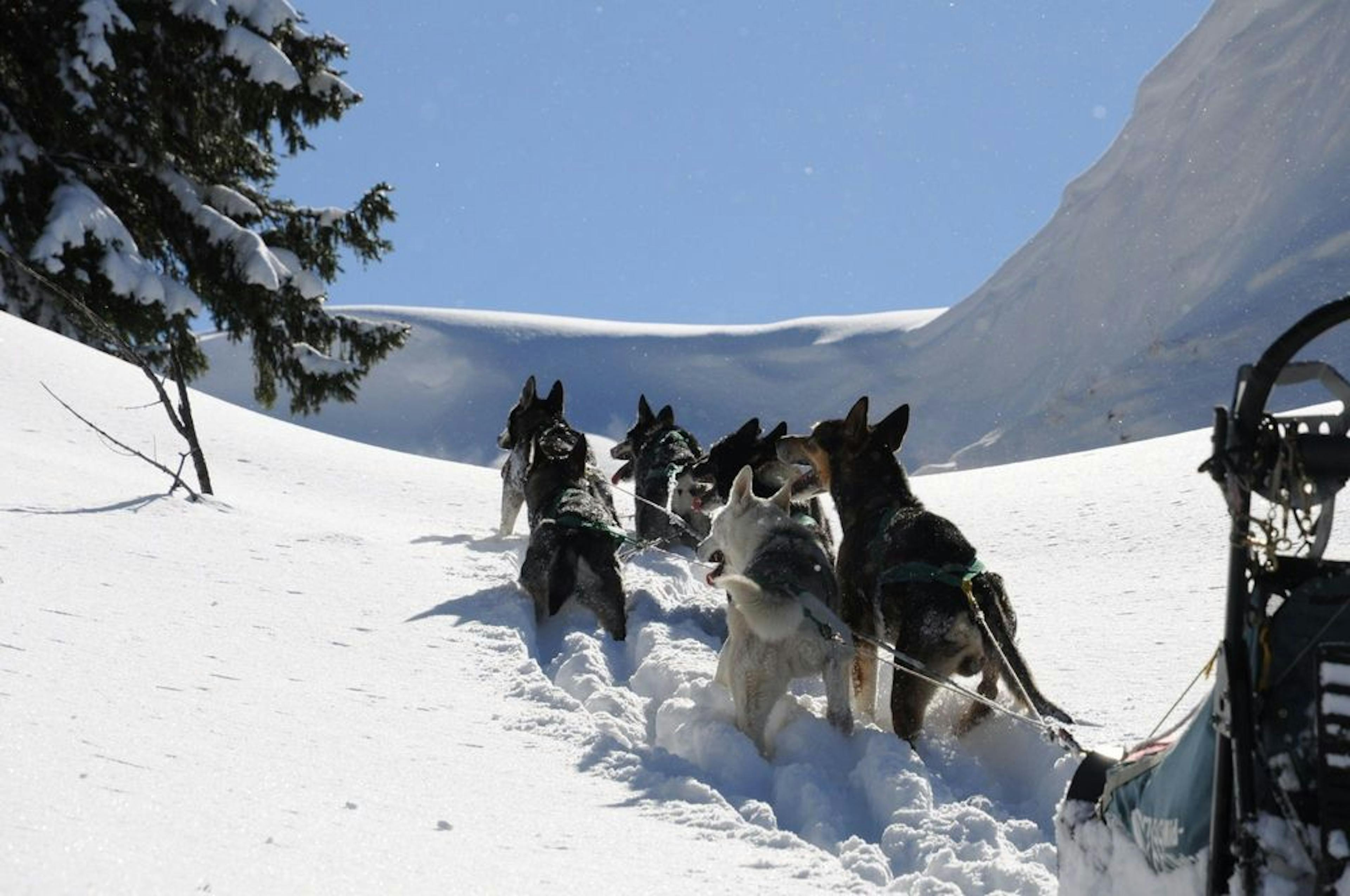 Husky day tour in winter