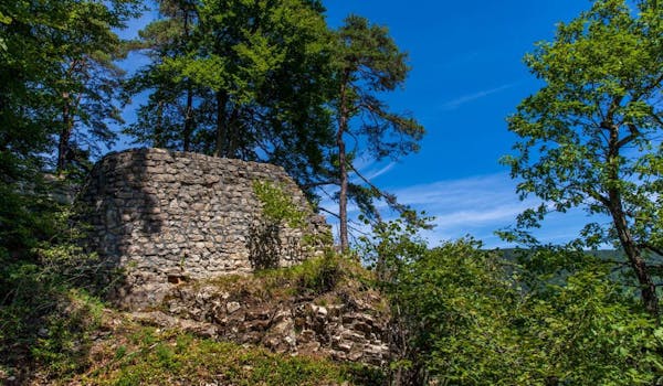 Ruine Königstein Arbres